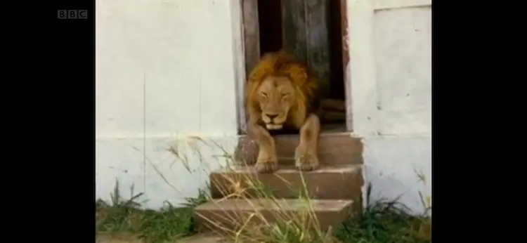 Lion (Panthera leo melanochaita) as shown in Africa - The Future